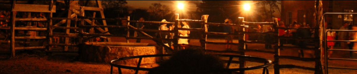 The Original Birdnest